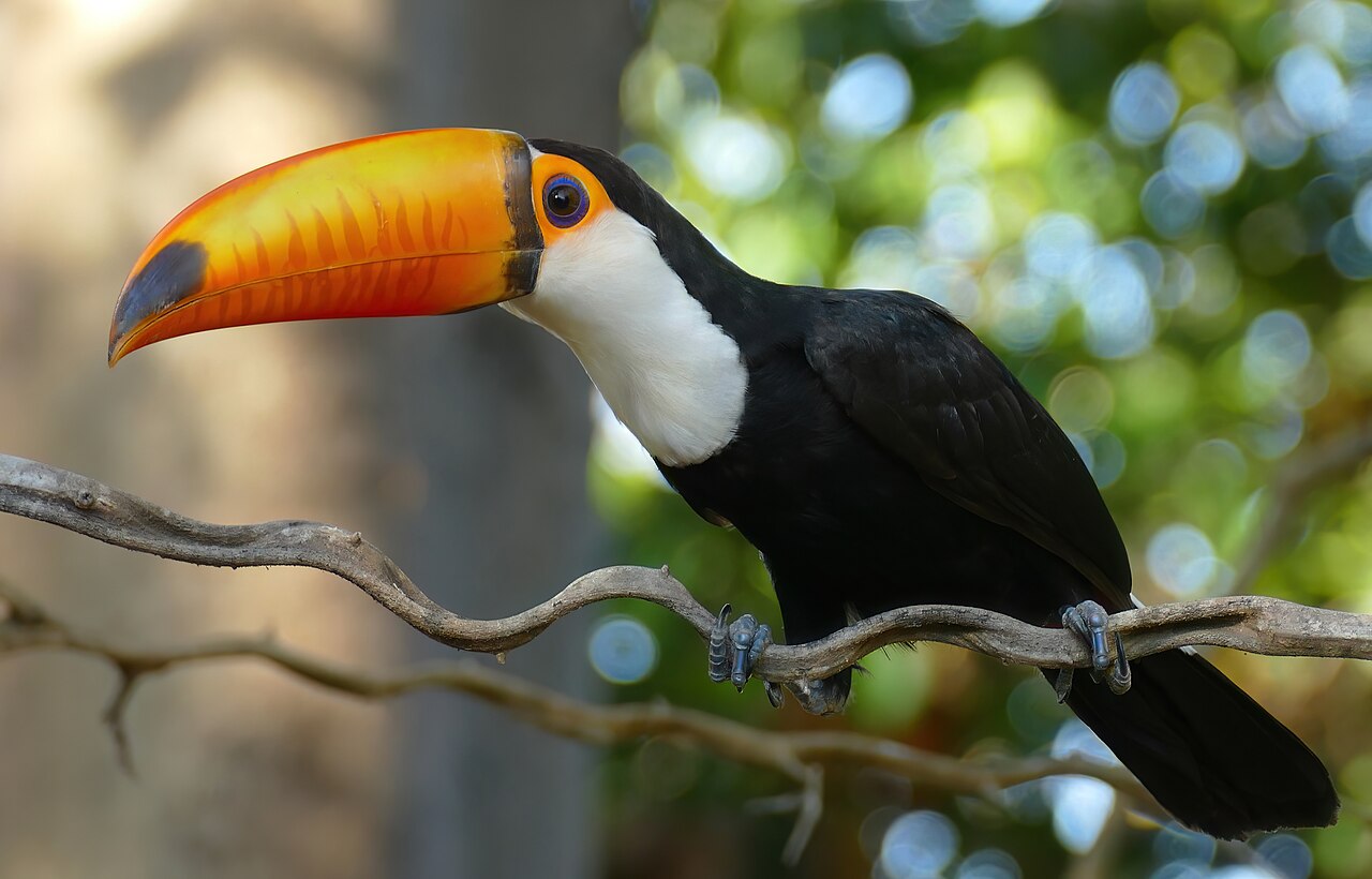 Tucano-toco no Pantanal mato-grossense
